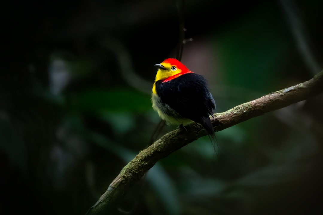 Wire-tailed Manakin - ML329567981