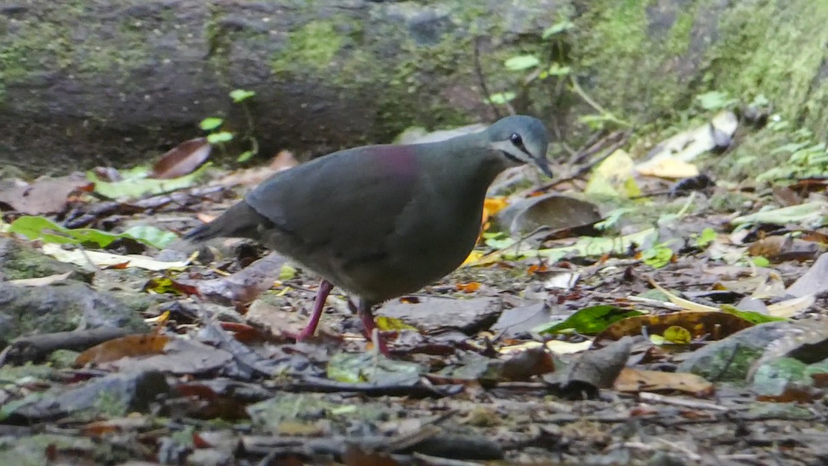 Purplish-backed Quail-Dove - ML329568111