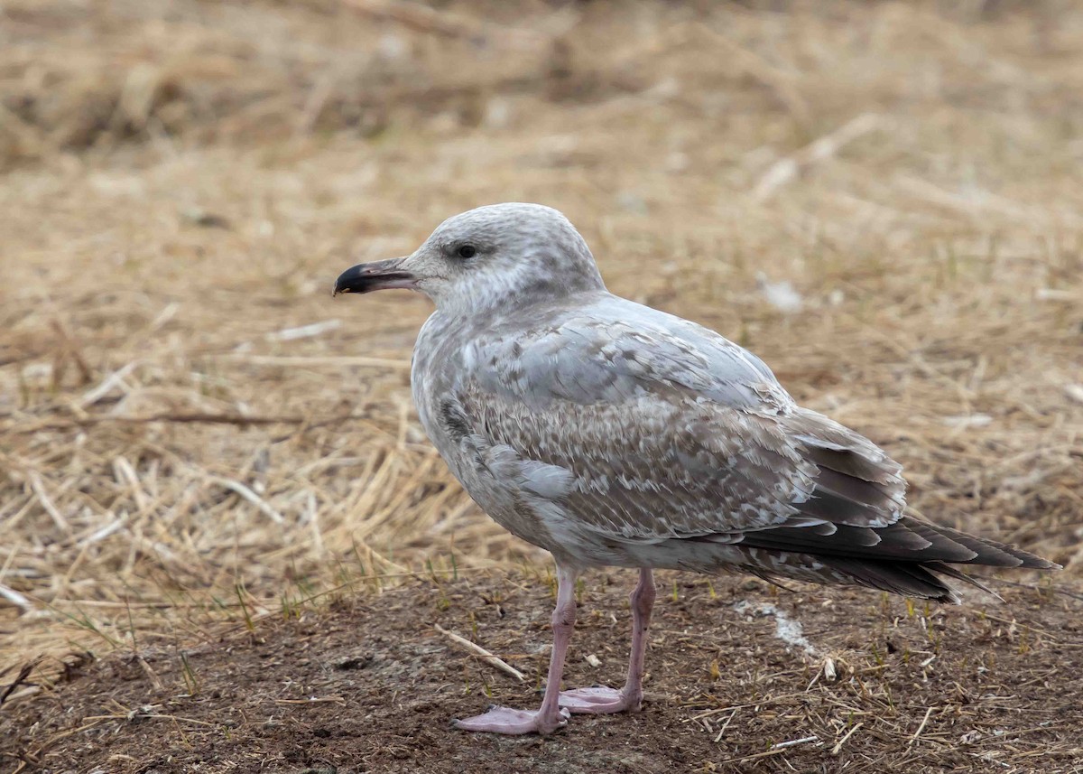 Herring Gull - ML329568121