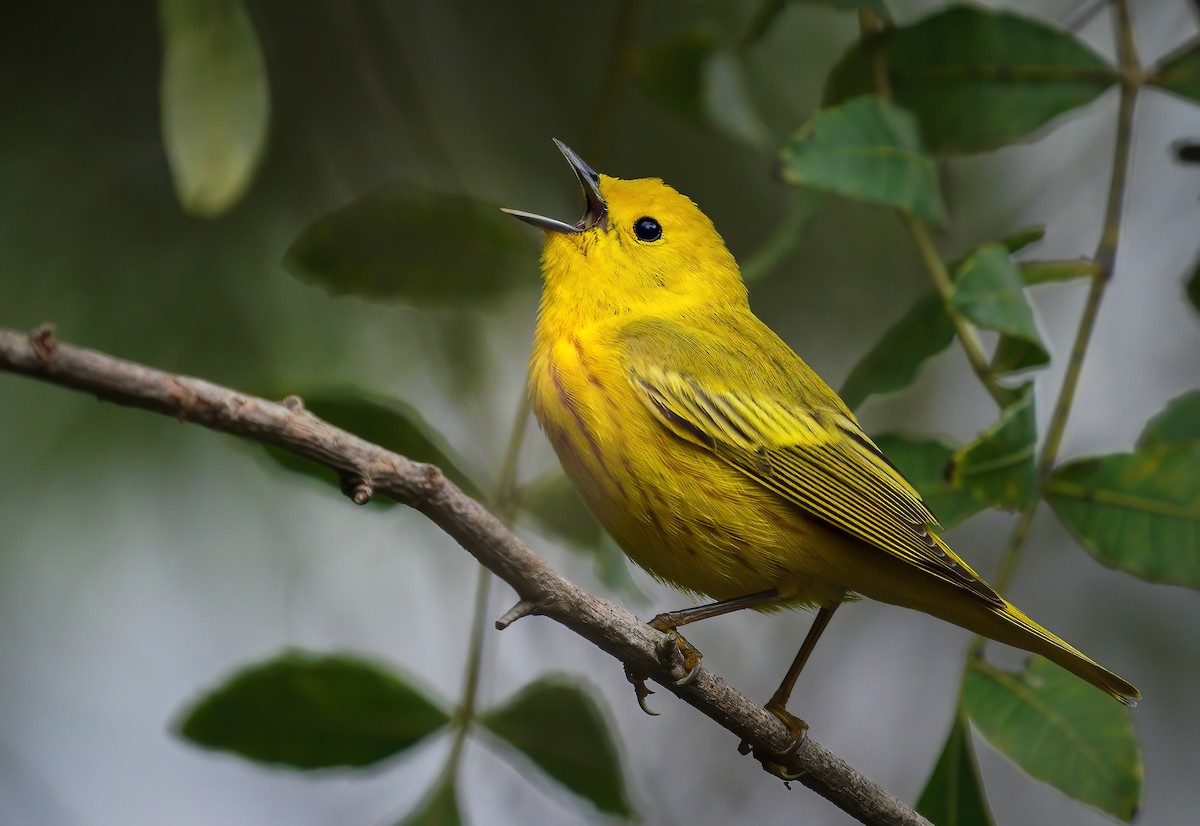 Yellow Warbler - ML329568391