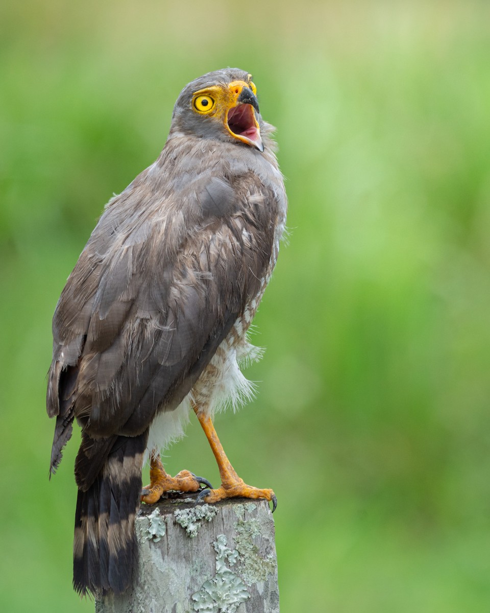 Roadside Hawk - ML329568471