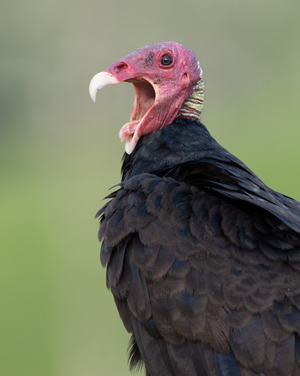 Turkey Vulture - camilo vargas