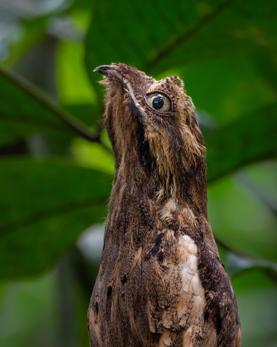 Long-tailed Potoo - ML329568811