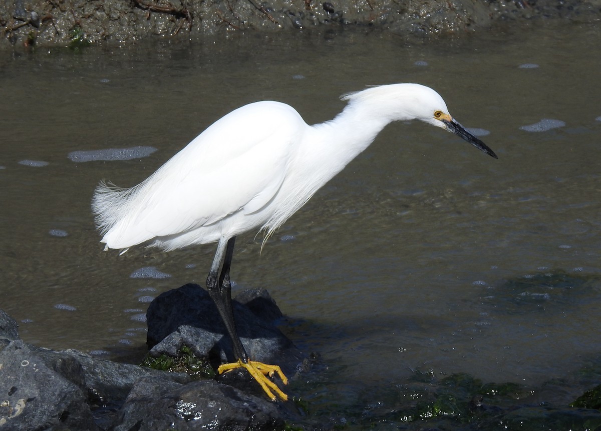 Snowy Egret - Anonymous