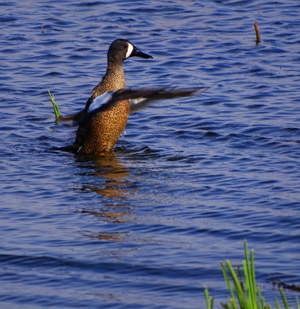 Blue-winged Teal - ML329570221