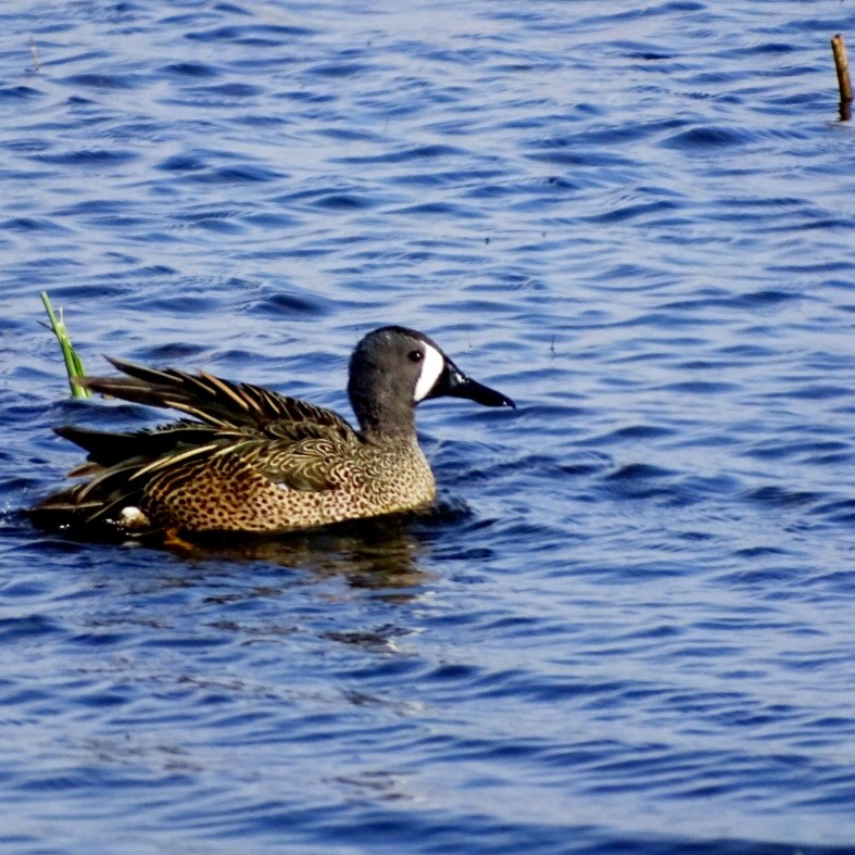 Blue-winged Teal - ML329570251