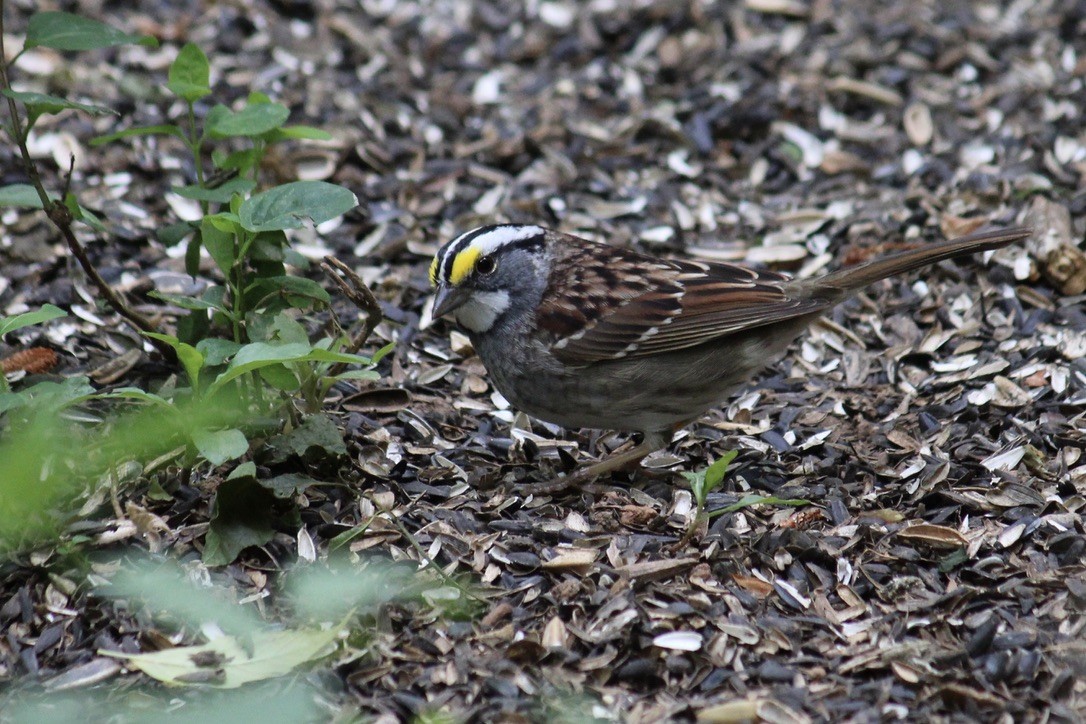 White-throated Sparrow - Richard  Lechleitner