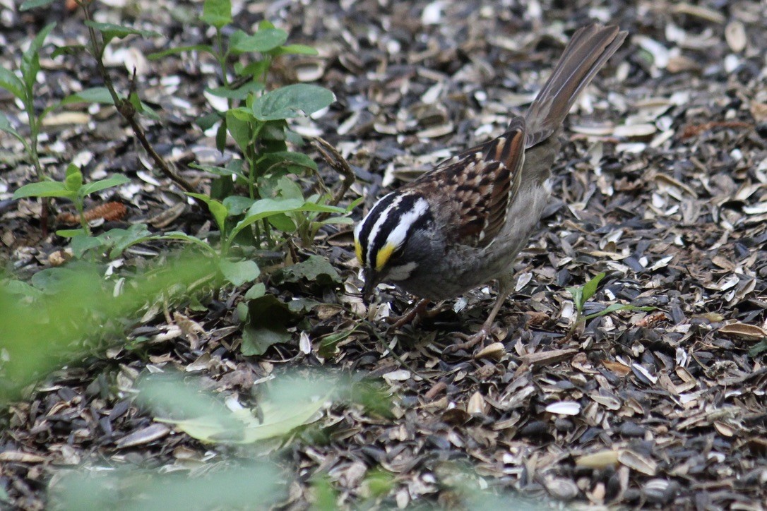White-throated Sparrow - Richard  Lechleitner