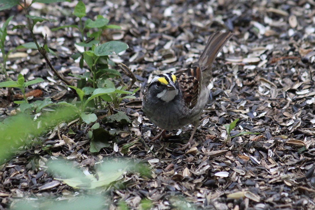 White-throated Sparrow - Richard  Lechleitner