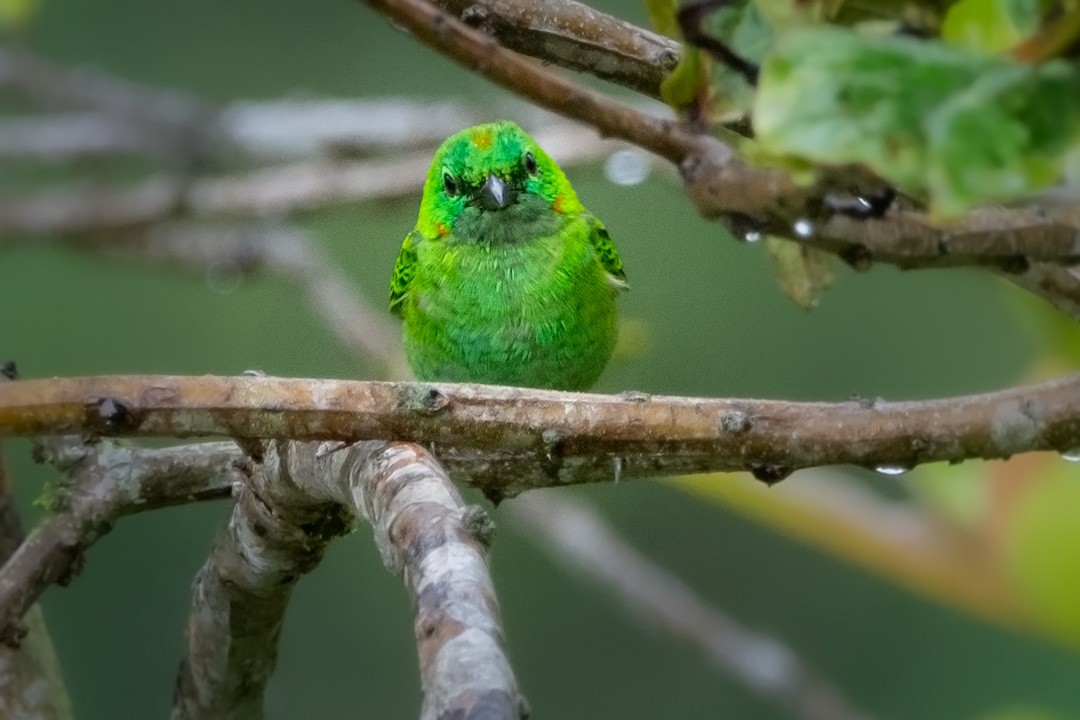 Orange-eared Tanager - ML329572911