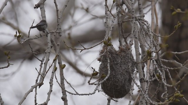 Bushtit - ML329573951