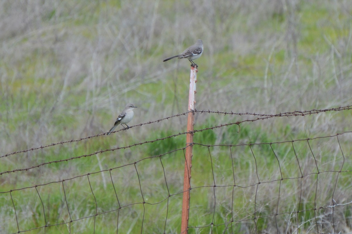 Northern Mockingbird - ML329575111