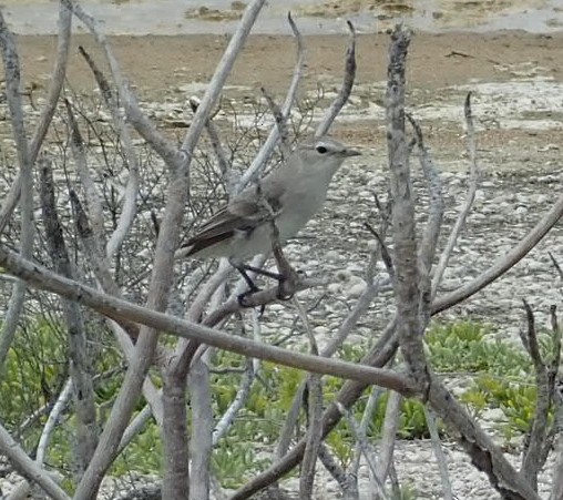 Kiritimati Reed Warbler - ML329575811