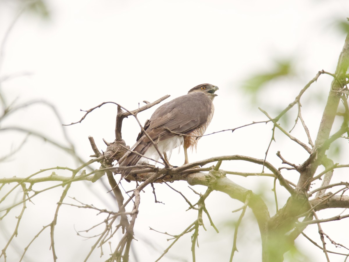 Cooper's Hawk - ML329575921