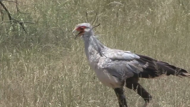 Secretarybird - ML329578051