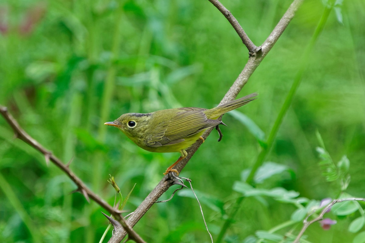 Alström's Warbler - ML329580521