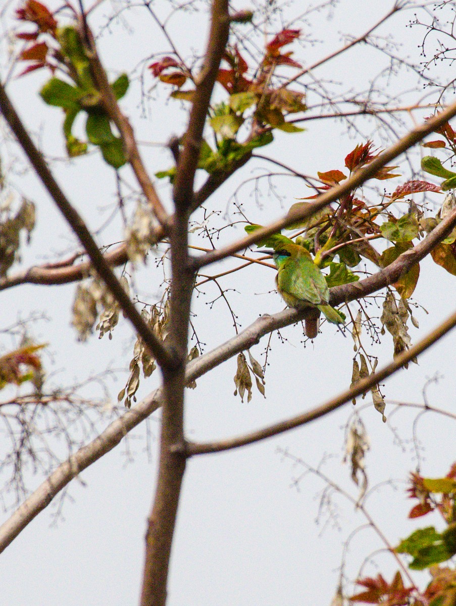 Asian Green Bee-eater - ML329580701