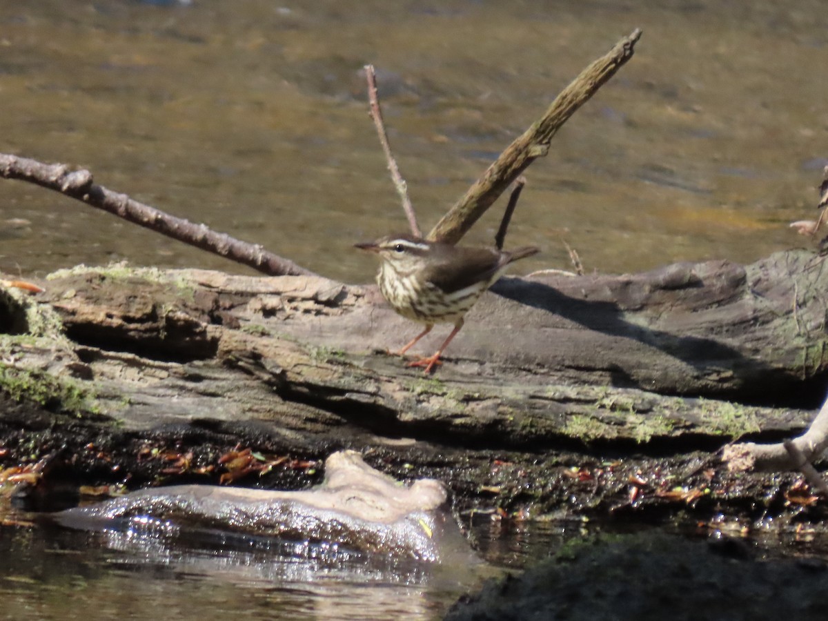 Louisiana Waterthrush - ML329582141