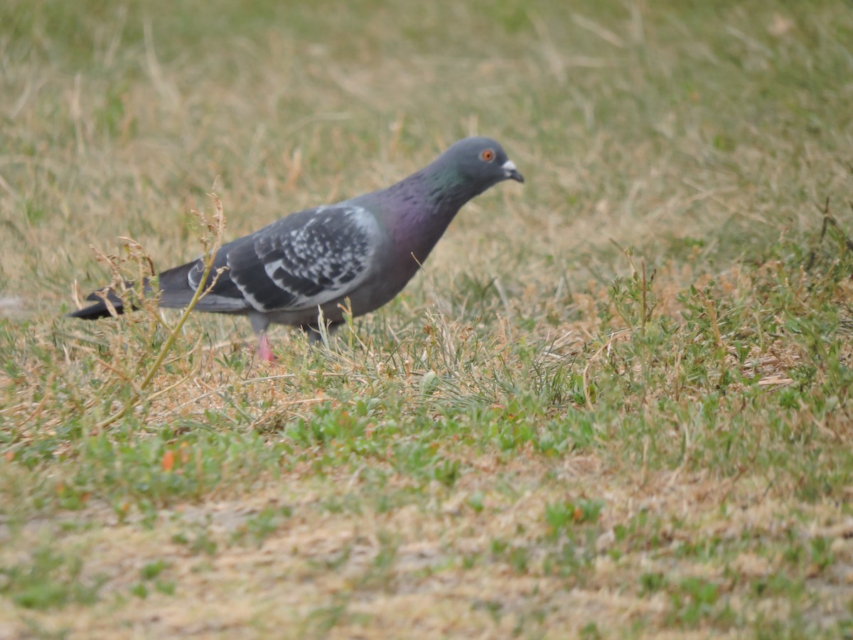 Rock Pigeon (Feral Pigeon) - ML329584391