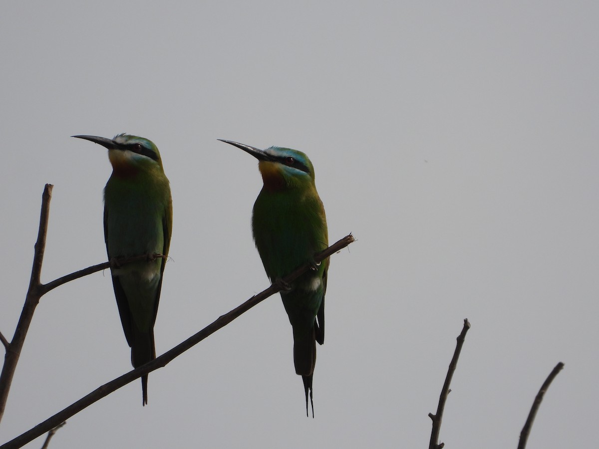 Blue-cheeked Bee-eater - ML329584711