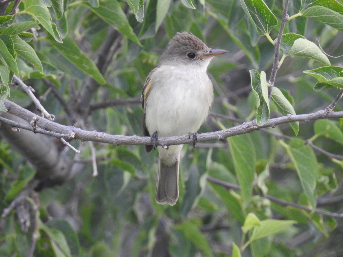 Willow Flycatcher - Bob Nieman