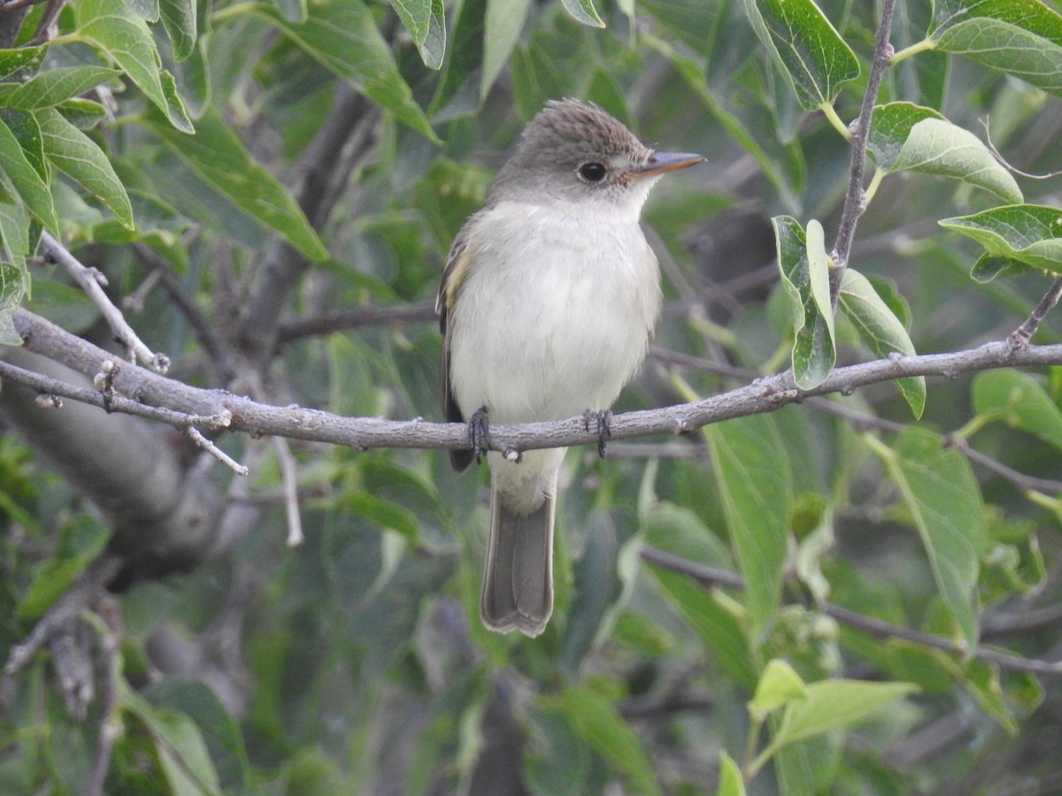 Willow Flycatcher - ML32958491