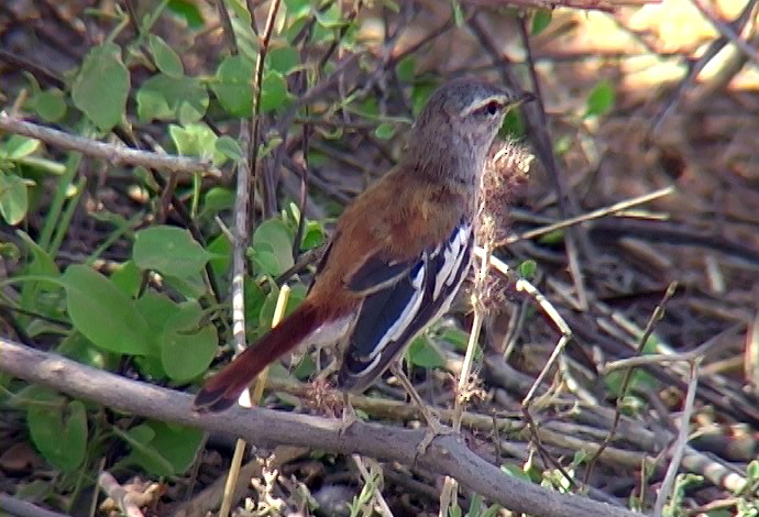 Red-backed Scrub-Robin (White-winged) - ML329585341