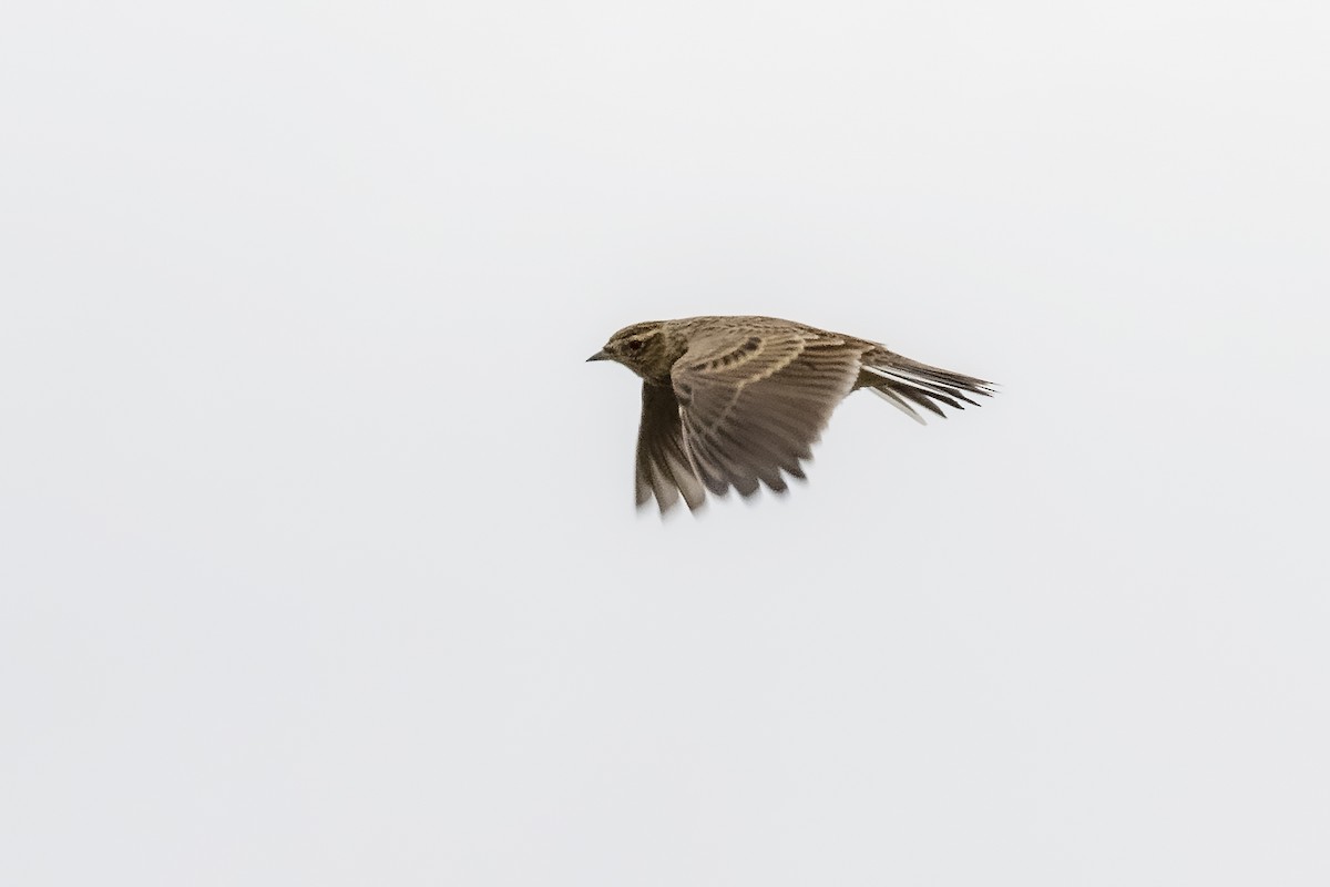 Eurasian Skylark - Phil Marley