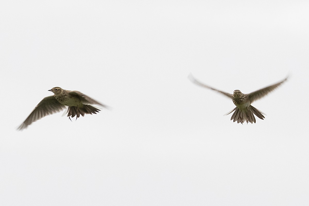 Eurasian Skylark - ML329586491