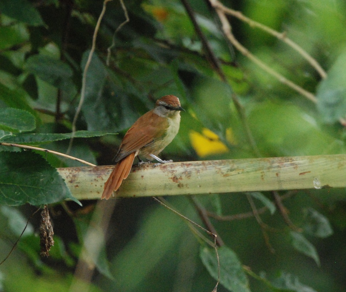 Rufous-tailed Palm-Thrush - ML329588911