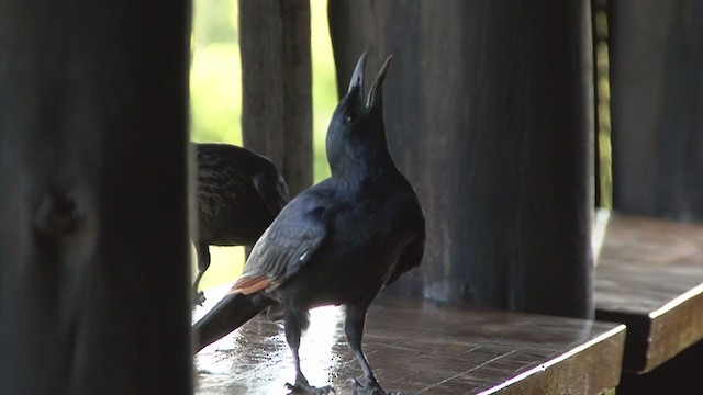 Red-winged Starling - ML329588951