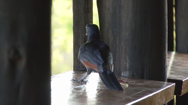 Red-winged Starling - ML329589131