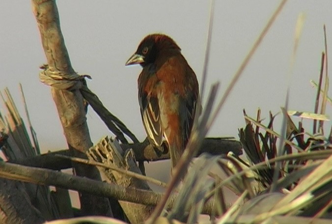 Chestnut Weaver (Chestnut) - ML329589801