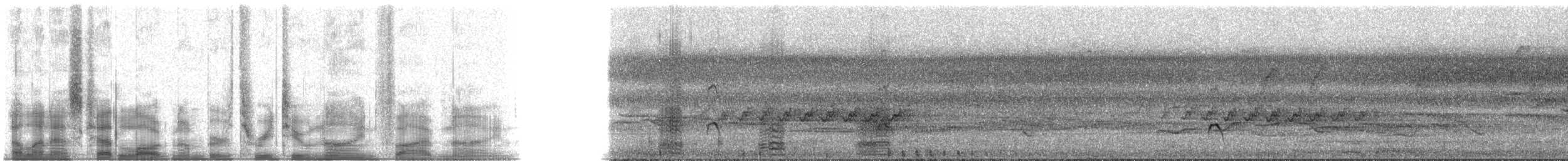 Sunda Teal - ML32959