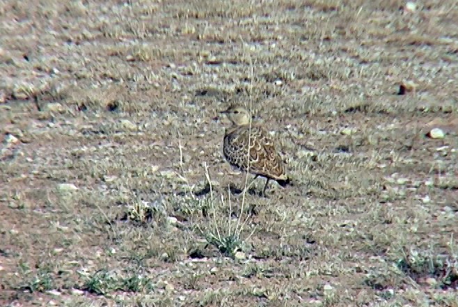 Double-banded Courser - Josep del Hoyo