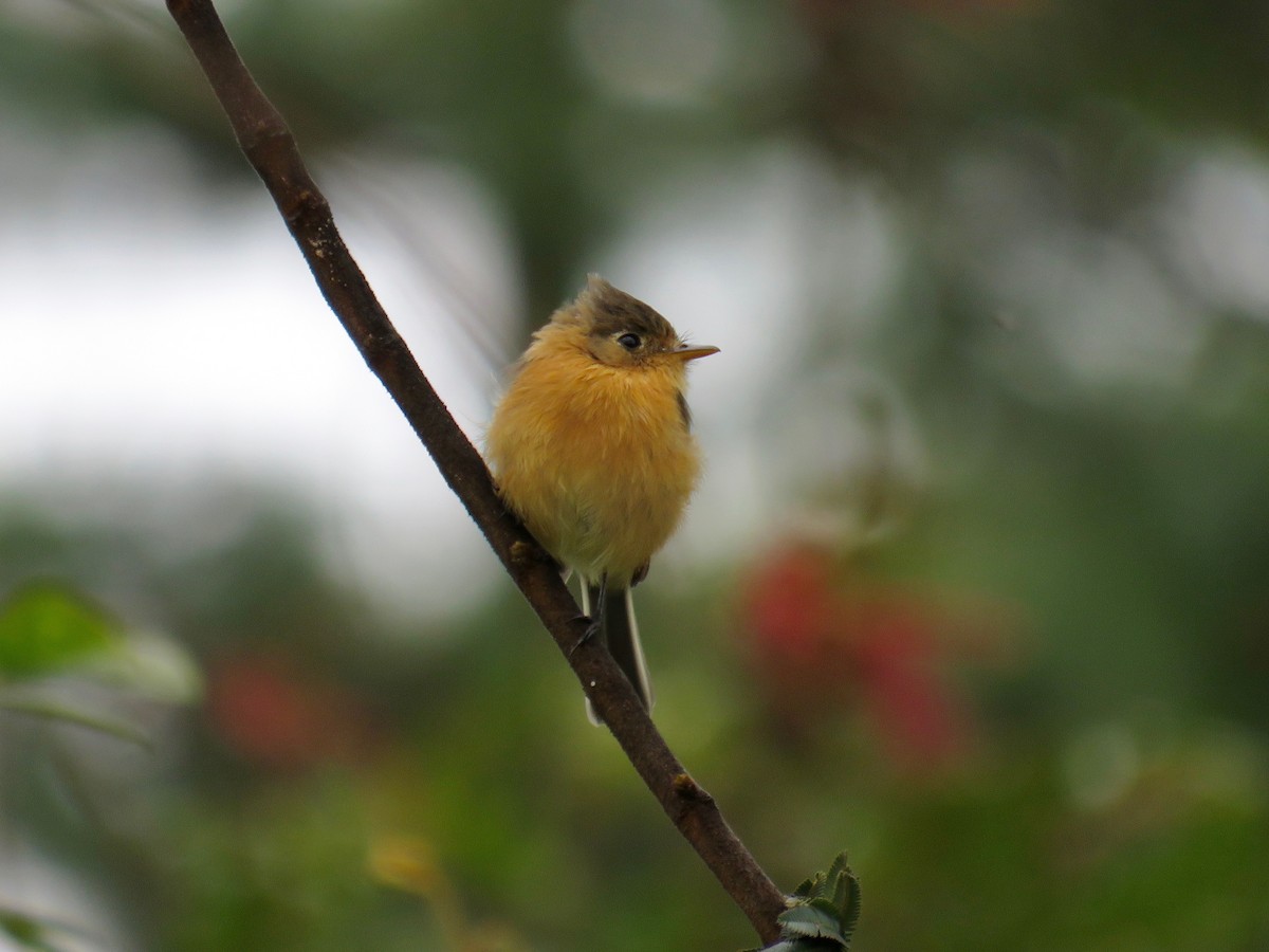 Buff-breasted Flycatcher - ML32959061