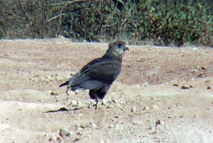 Bateleur des savanes - ML329590911