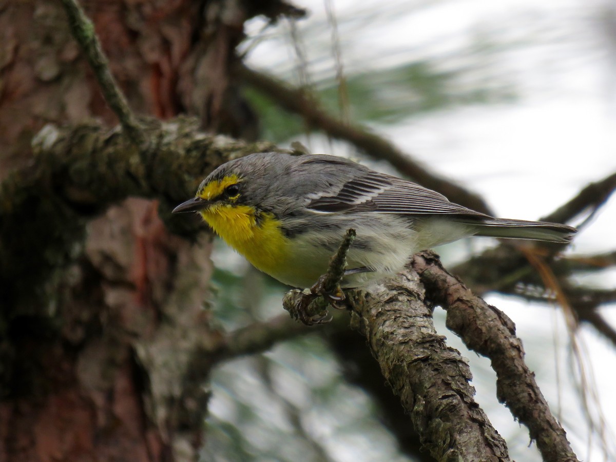 Grace's Warbler - ML32959101