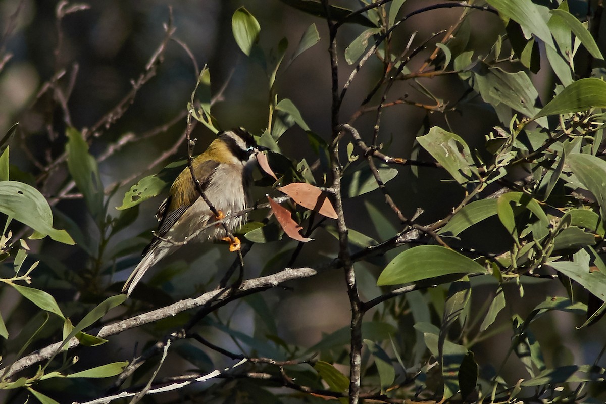 Black-chinned Honeyeater - ML329591491