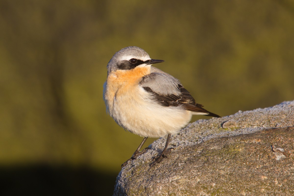 Northern Wheatear - ML329591501