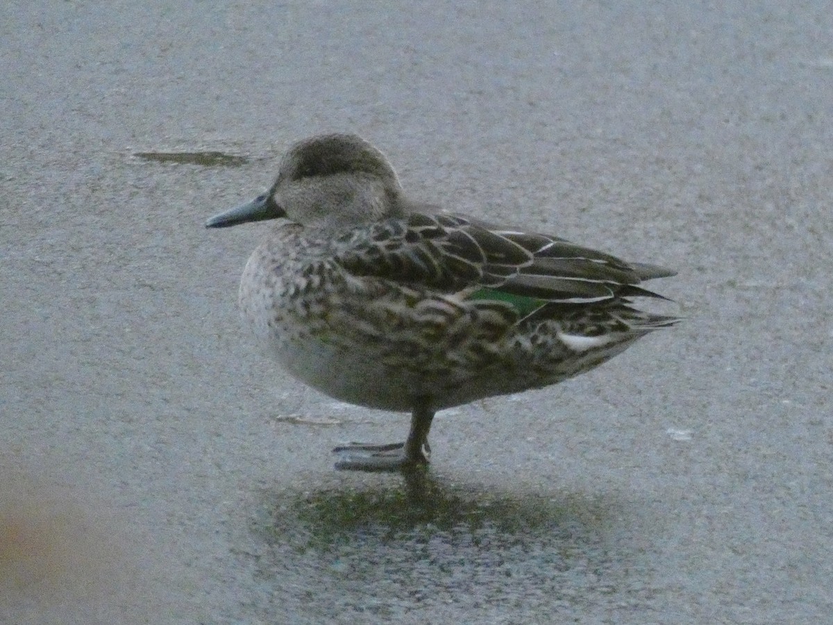 čírka obecná (ssp. crecca) - ML329591761