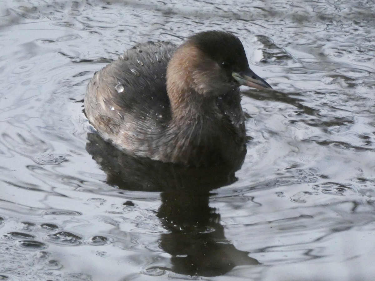 potápka malá - ML329591771