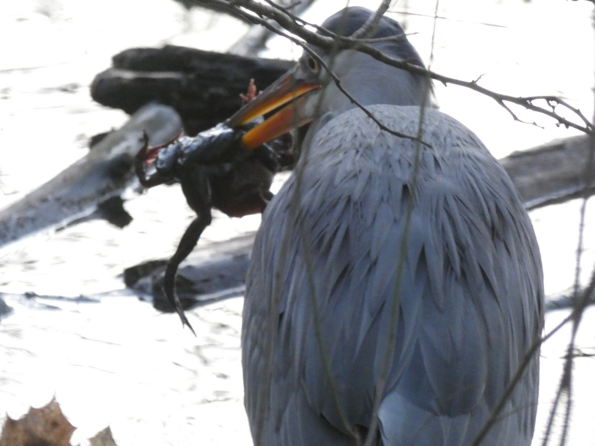 volavka popelavá - ML329591781