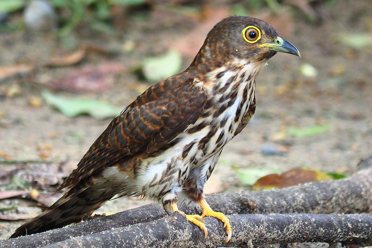 Hodgson's Hawk-Cuckoo - sarawin Kreangpichitchai