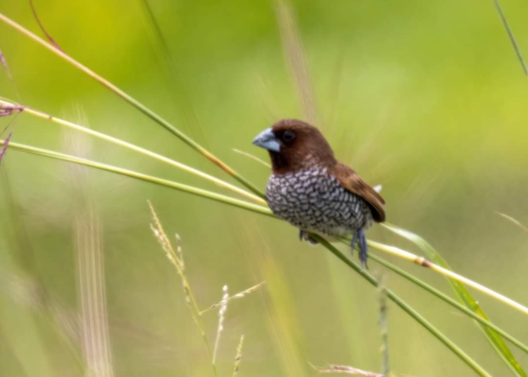 Scaly-breasted Munia - ML329593261