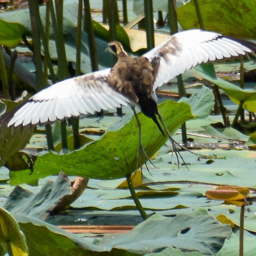 Bronze-winged Jacana - Robin Cupp