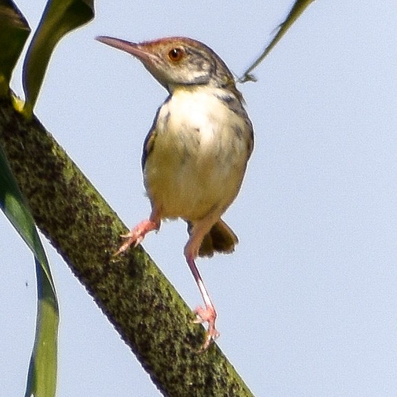 Common Tailorbird - Robin Cupp