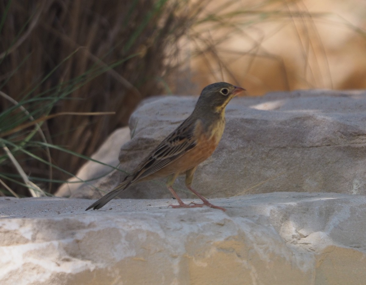 Ortolan Bunting - ML329595221