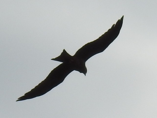 Black Kite - ML329596371