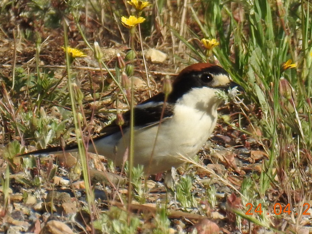 Woodchat Shrike - ML329596401